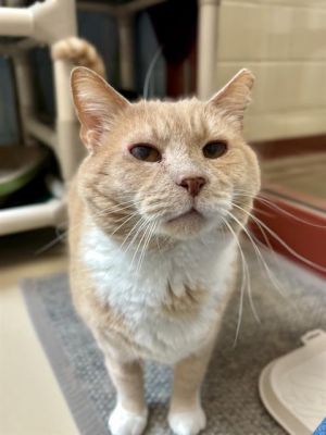 CHAUNCEY, Senior Male Domestic Short Hair