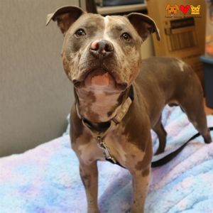 SMOOTHIE, Young Male Pit Bull Terrier