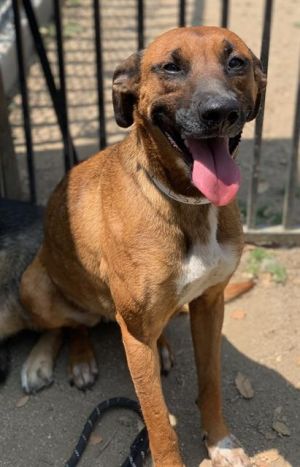 BABY GIRL, Adult Female Australian Cattle Dog / Blue Heeler