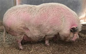 A1857190, Adult Female unknown