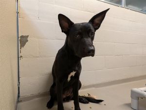Hi My name is jude and I am available for adoption I was brought in by a good Samaritan on