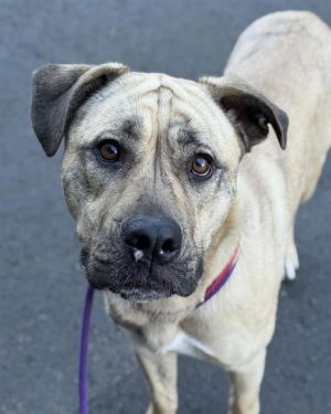 Hi My name is NYLA DIOR and I am available for adoption I was brought in by a good Samaritan