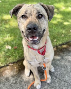 Hi My name is NYLA DIOR and I am available for adoption I was brought in by a good Samaritan