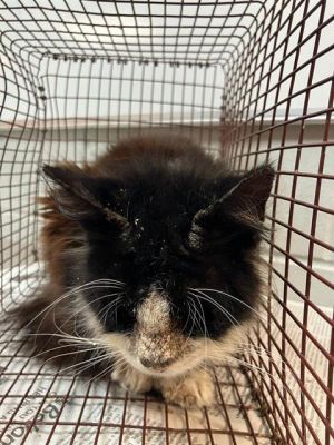 WIGGLES, Young Female Domestic Short Hair