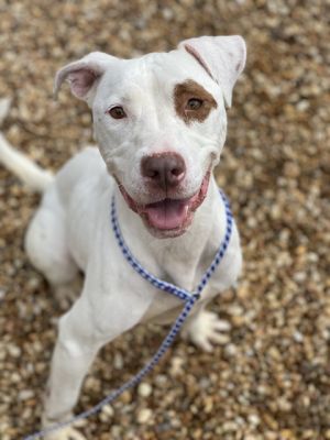 COMET, Adult Female unknown