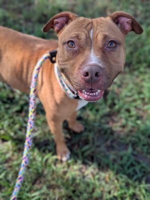 SPICE, Adult Female Mixed Breed