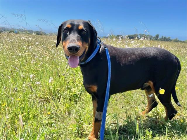 GUS