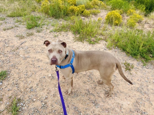 MELORA, an adoptable Mixed Breed in Santa Fe, NM, 87507 | Photo Image 1