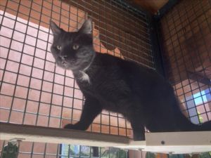 JORDAN, Senior Male Domestic Short Hair