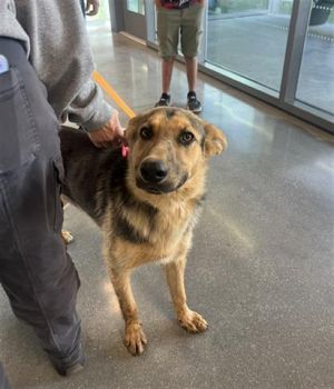 TRUMAN, Young Male German Shepherd Dog