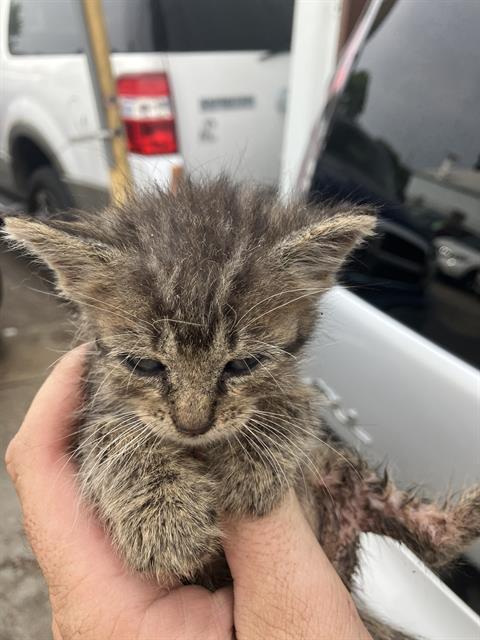 KITTEN 3