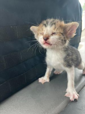 SPRING, Baby Female Domestic Short Hair