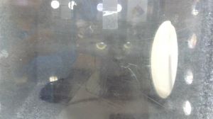 WHISKERS, Young Male Domestic Short Hair