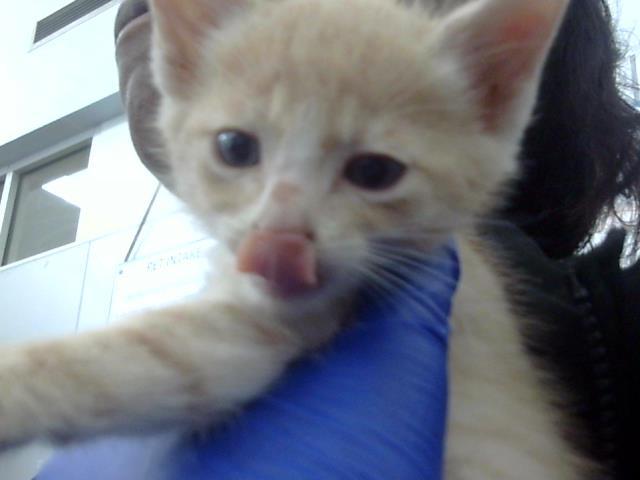 THEO