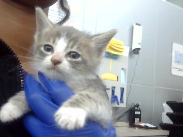 NOAH
