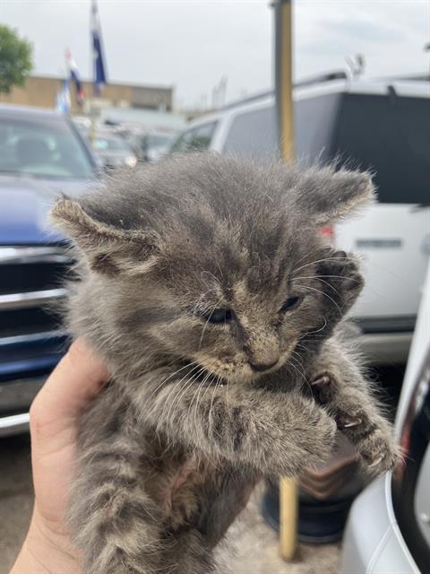 KITTEN 2