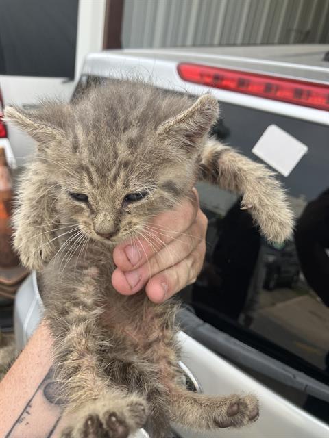 KITTEN 1
