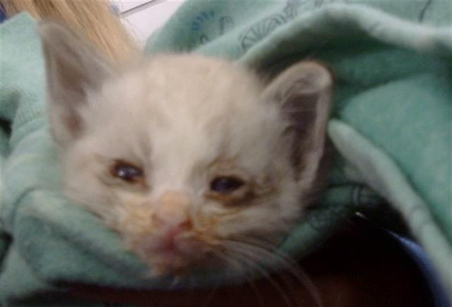 KITTY