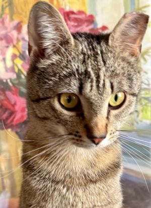 Meet Nacho Nacho is a one year old golden tabby boy who loves to play He is an active inquisitive