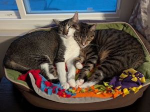Born in Tijuana a year ago and rescued on the 4th of July They are being fostered and live with