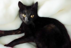 Kiki is a precious velvety-black kitty with stunning golden eyes She enjoys interactive play as w