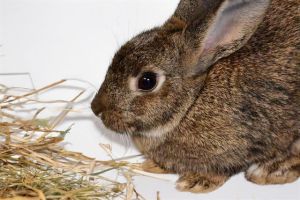 Ophelia is a very friendly bunny Come on in to meet her