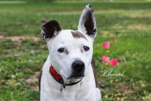 CHANEL, Adult Female Pit Bull Terrier