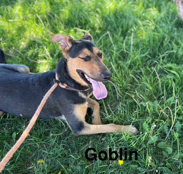 GOBLIN