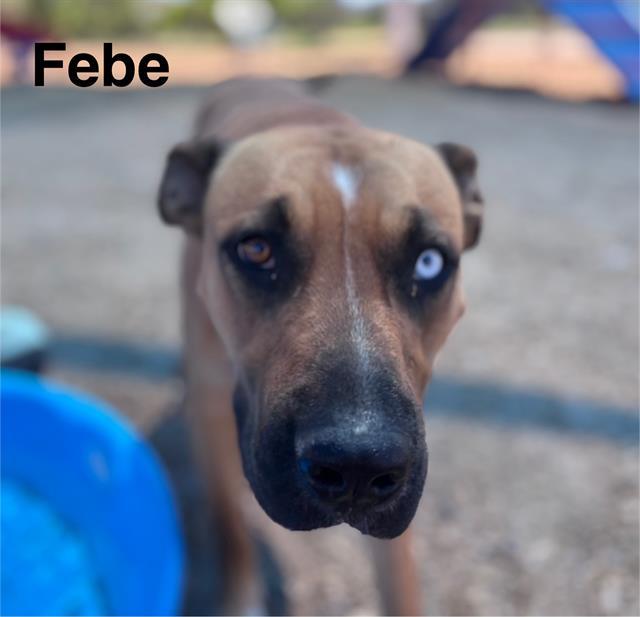 FEBE