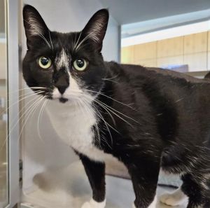 STORMY, Adult Female unknown