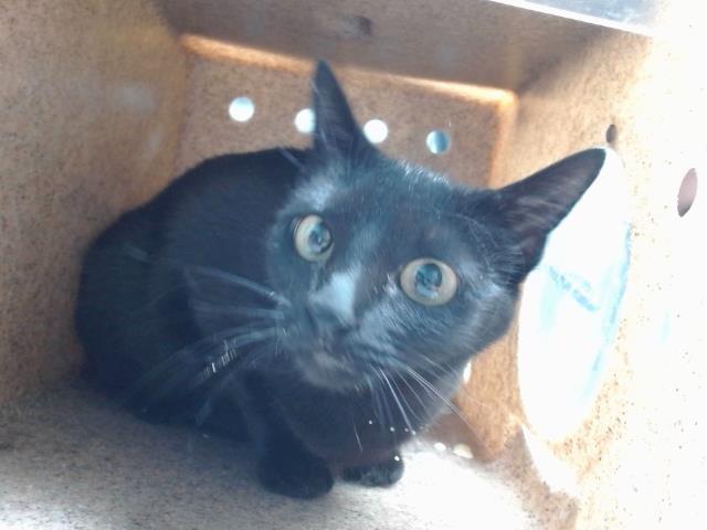 NOVA