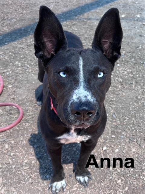 ANNA