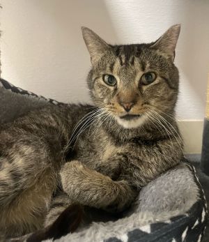 Mr.Kitty Rotgers, Adult Male Domestic Short Hair