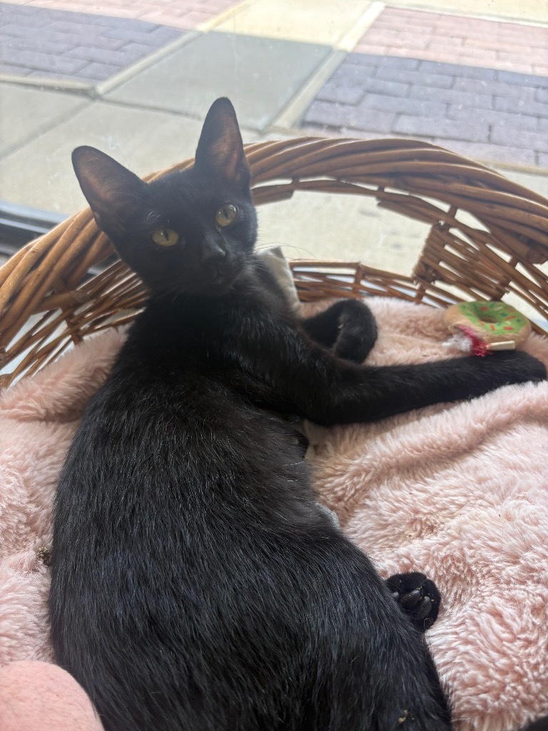 Cinderella, an adoptable Domestic Short Hair in Batesville, AR, 72501 | Photo Image 1