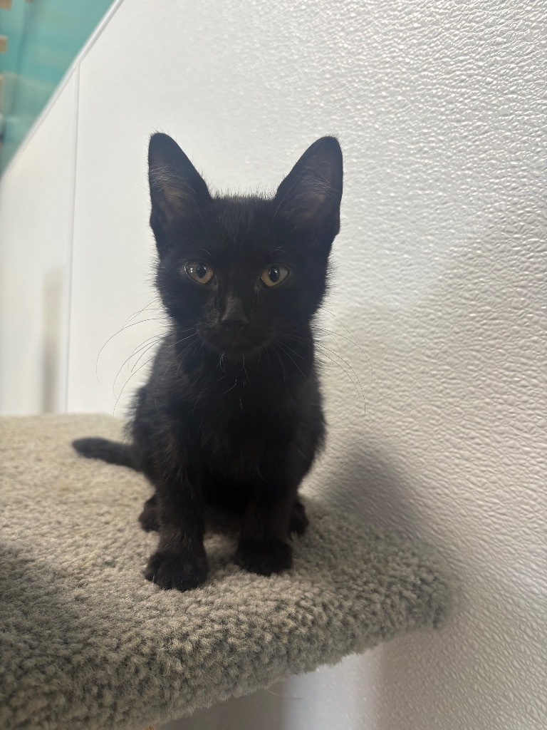 Cinderella, an adoptable Domestic Short Hair in Batesville, AR, 72501 | Photo Image 2