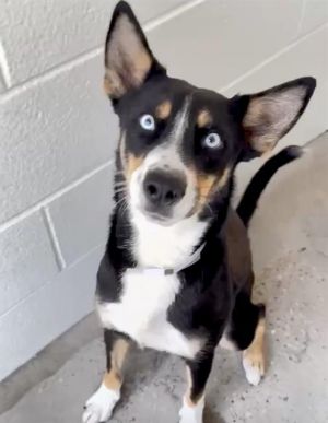 BILOXI, Adult Female German Shepherd Dog