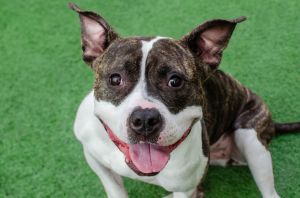 Hello world My name is Mueca Im a 1 year old spayed Pit Bull mix that weighs about 48lbs Im