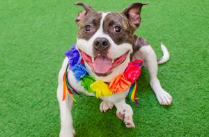 Hello world My name is Mueca Im a 1 year old spayed Pit Bull mix that weighs about 48lbs Im