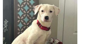 You can fill out an adoption application online on our official websiteThis is Griff GA an 8-mon