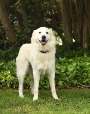 You can fill out an adoption application online on our official websiteMy name is Eleven and I am o