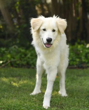 You can fill out an adoption application online on our official websiteHello everyone My name is H