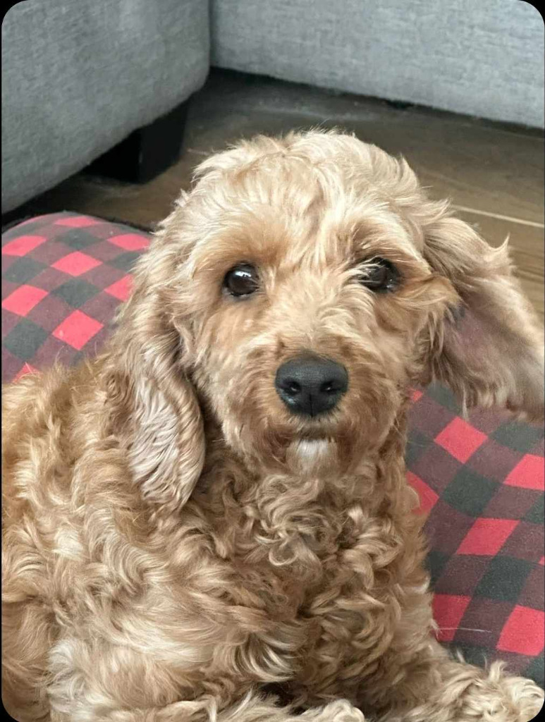 Peach, an adoptable Cockapoo in Toronto, ON, M6N 4R8 | Photo Image 1