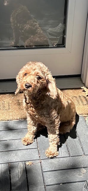 Peach, an adoptable Cockapoo in Toronto, ON, M6N 4R8 | Photo Image 2