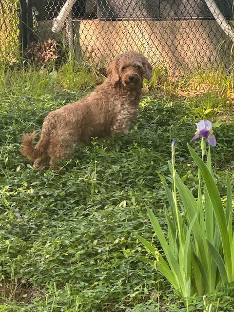 Peach, an adoptable Cockapoo in Toronto, ON, M6N 4R8 | Photo Image 3