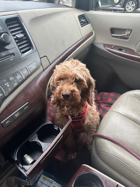 Peach, an adoptable Cockapoo in Toronto, ON, M6N 4R8 | Photo Image 4