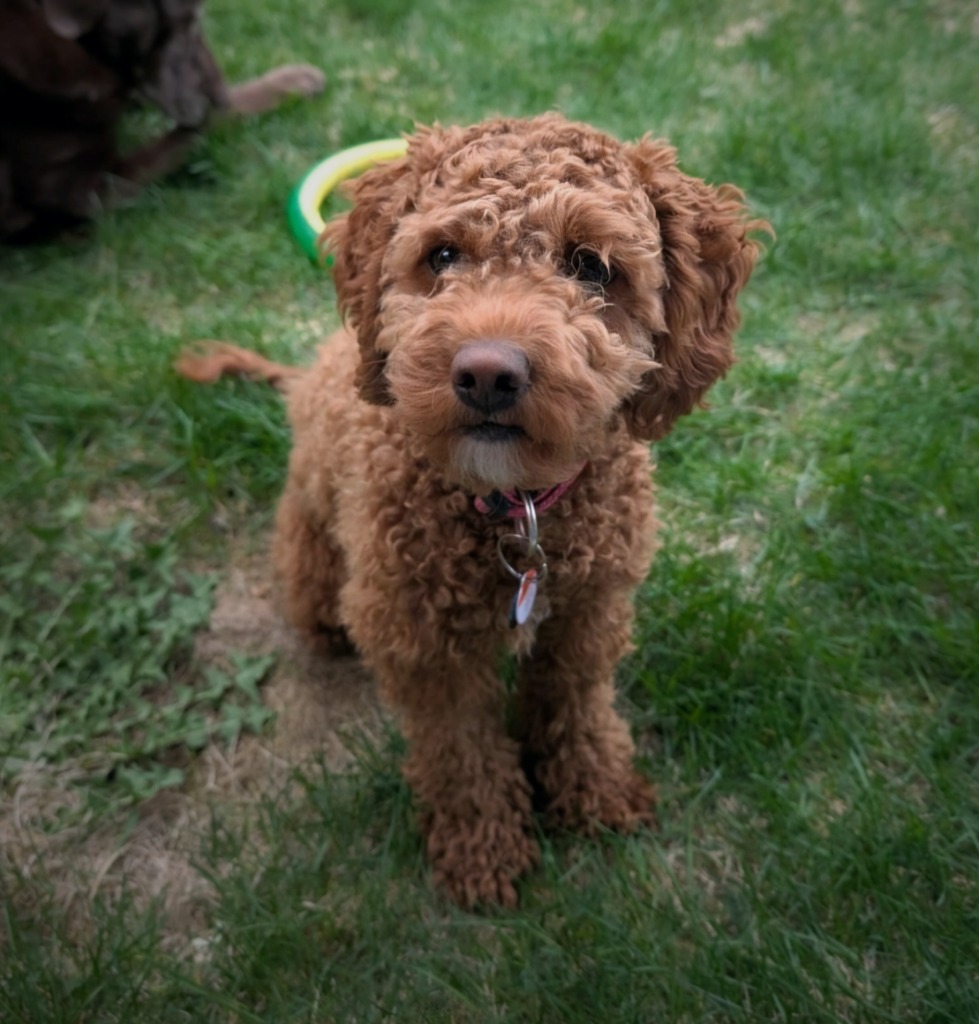 Toffee, an adoptable Cockapoo in Toronto, ON, M6N 4R8 | Photo Image 1