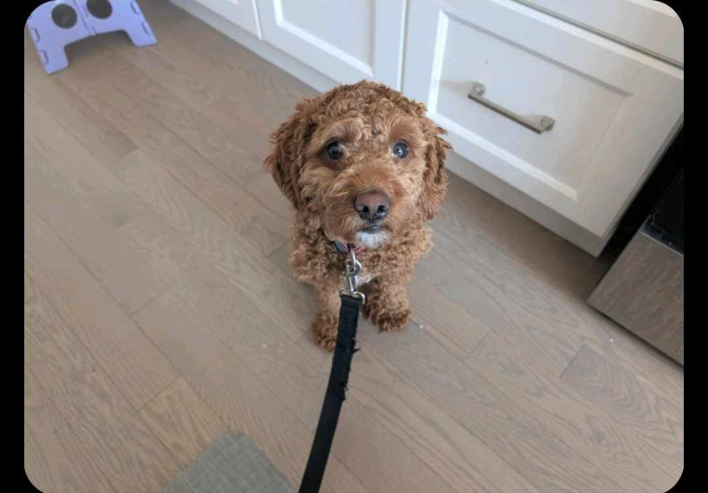 Toffee, an adoptable Cockapoo in Toronto, ON, M6N 4R8 | Photo Image 2