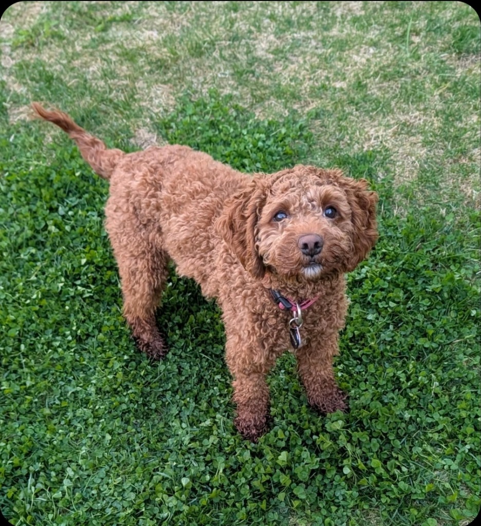 Toffee, an adoptable Cockapoo in Toronto, ON, M6N 4R8 | Photo Image 3