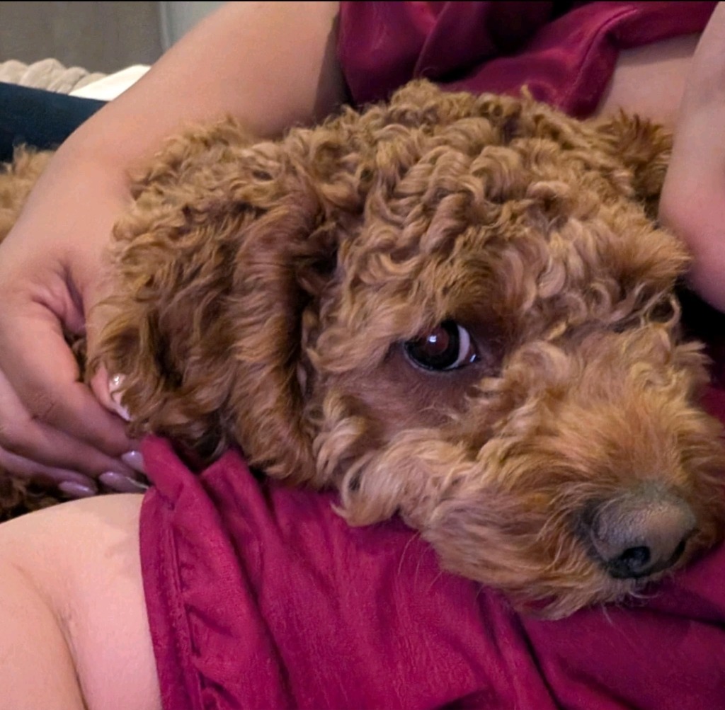 Toffee, an adoptable Cockapoo in Toronto, ON, M6N 4R8 | Photo Image 4