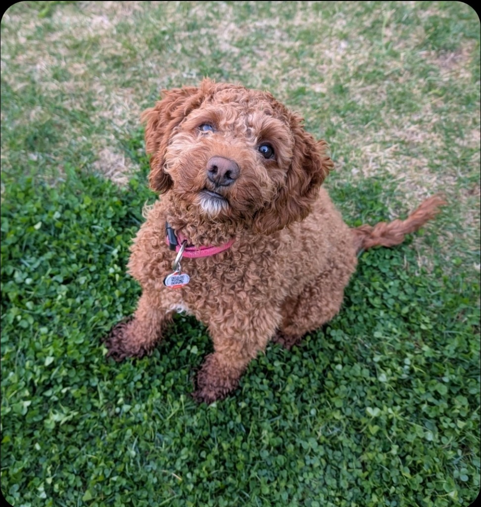 Toffee, an adoptable Cockapoo in Toronto, ON, M6N 4R8 | Photo Image 5